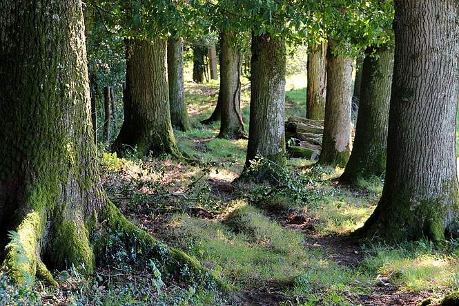Le problème de la démocratie